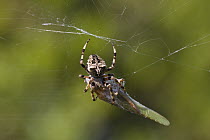 Great Green Bush Cricket (Tettigonia viridissima) prey caught by spider, Peloponnese, Greece