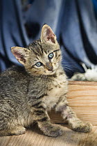 Domestic Cat (Felis catus) kitten, Germany