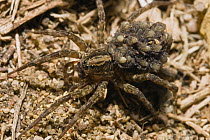 Wolf Spider (Lycosidae) mother carrying young on her back, Peloponnese, Greece
