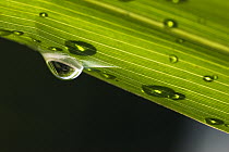Dew on leaf, Germany