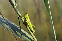Short-horned Grasshopper (Chrysochraon brachyptera) female, Germany