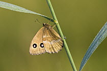 Dryad (Minois dryas) butterfly, Bavaria, Germany