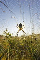 Wasp Spider (Argiope bruennichi) in web with sun, Bavaria, Germany