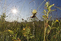 Wasp Spider (Argiope bruennichi) in web with sun, Bavaria, Germany