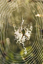Wasp Spider (Argiope bruennichi) in web, Bavaria, Germany