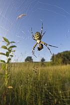 Wasp Spider (Argiope bruennichi) in web with prey, Bavaria, Germany