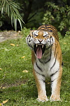 Siberian Tiger (Panthera tigris altaica) snarling, native to Russia