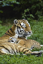 Siberian Tiger (Panthera tigris altaica) mother and cub sleeping, native to Russia