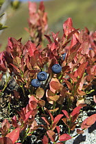 Bilberry (Vaccinium myrtillus) in autumn colors in the Alps, Austria