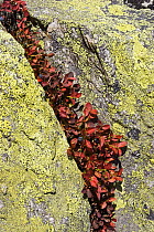 Bilberry (Vaccinium myrtillus) in autumn colors in the Alps growing in rock crack, Austria