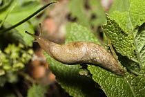 Grey Garden Slug (Deroceras reticulatum), Bavaria, Germany