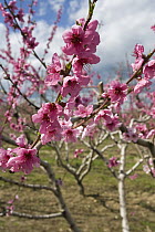Almond (Prunus dulcis) trees blooming, Provence, France