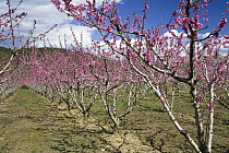 Almond (Prunus dulcis) trees blooming, Provence, France