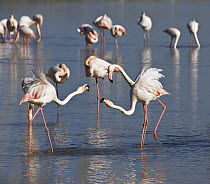 Greater Flamingo (Phoenicopterus ruber) group displaying, Camargue, France