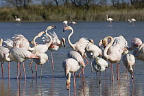 Greater Flamingo (Phoenicopterus ruber) group, Camargue, France