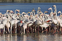 Greater Flamingo (Phoenicopterus ruber) group feeding, Camargue, France