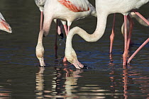 Greater Flamingo (Phoenicopterus ruber) pair feeding, Camargue, France