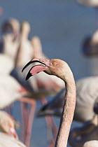 Greater Flamingo (Phoenicopterus ruber) calling, Camargue, France
