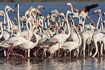 Greater Flamingo (Phoenicopterus ruber) group feeding, Camargue, France