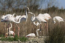 Greater Flamingo (Phoenicopterus ruber) group, Camargue, France