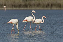 Greater Flamingo (Phoenicopterus ruber) trio, Camargue, France