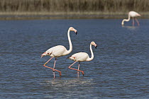 Greater Flamingo (Phoenicopterus ruber) pair wading, Camargue, France