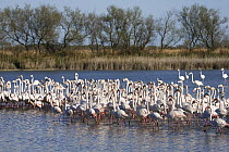 Greater Flamingo (Phoenicopterus ruber) group in wetland, Camargue, France