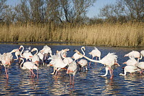 Greater Flamingo (Phoenicopterus ruber) group feeding in wetland, Camargue, France