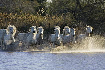 Camargue Horse (Equus caballus) group running in water, Camargue, France