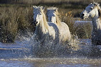 Camargue Horse (Equus caballus) group running in water, Camargue, southern France