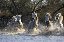 Camargue Horse (Equus caballus) group running in water, Camargue, France