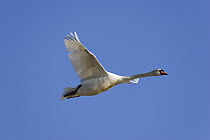 Mute Swan (Cygnus olor) flying, Camargue, France