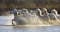 Camargue Horse (Equus caballus) group running in water, Camargue, southern France