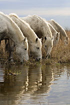 Camargue Horse (Equus caballus) group drinking, Camargue, France