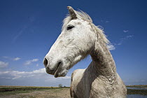 Camargue Horse (Equus caballus) portrait, Camargue, France