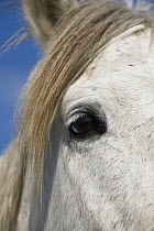 Camargue Horse (Equus caballus) eye, Camargue, France