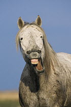 Camargue Horse (Equus caballus) vocalizing, Camargue, France