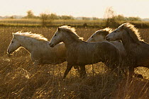Camargue Horse (Equus caballus) group running at sunset, Camargue, France