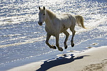 Camargue Horse (Equus caballus) running on the beach, Camargue, France