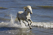 Camargue Horse (Equus caballus) running in water at beach, Camargue, France