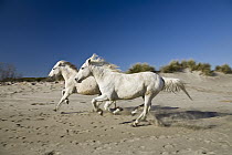 Camargue Horse (Equus caballus) pair running on the beach, Camargue, France