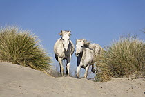 Camargue Horse (Equus caballus) pair running in dunes, Camargue, France