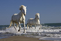 Camargue Horse (Equus caballus) pair running on beach, Camargue, France