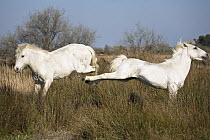 Camargue Horse (Equus caballus) stallions kicking, Camargue, France