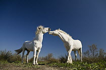 Camargue Horse (Equus caballus) stallions interacting, Camargue, France