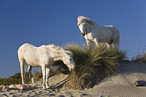 Camargue Horse (Equus caballus) pair grazing on dune grass, Camargue, southern France