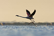 Greater Flamingo (Phoenicopterus ruber) taking flight at sunrise, Camargue, France