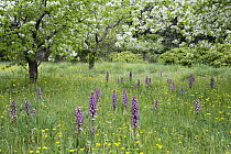 Orchard with flowering orchids and wildflowers, Provence, southern France