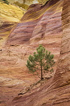 Pine (Pinus sp) tree in ochre quarry of Roussillon, Languedoc-Roussillon, Provence, southern France
