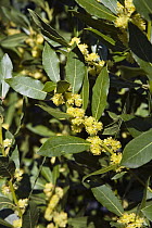 Bay Laurel (Laurus nobilis) flowering, southern France